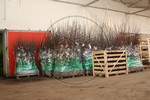 Fruit trees - Nursery Farm Wieczorek