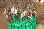 Fruit trees - Nursery Farm Wieczorek