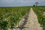 Fruit trees - Nursery Farm Wieczorek