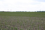 Fruit trees - Nursery Farm Wieczorek