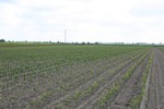Drzewka owocowe - Gospodarstwo Szkółkarskie - WIECZOREK