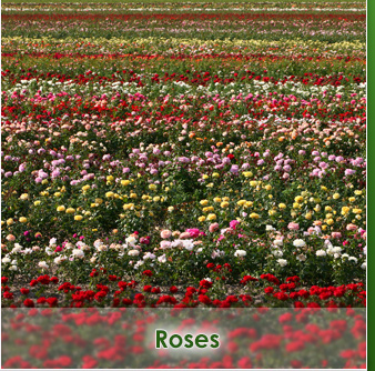 Rosen