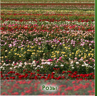 Розы