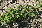 Fruit shrubs - Gooseberry - WIECZOREK