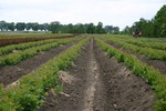 Vegetative rootstock - Nursery Farm - WIECZOREK