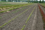 Vegetative rootstock - Nursery Farm - WIECZOREK