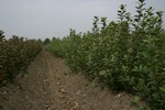 Vegetative rootstock - Nursery Farm - WIECZOREK