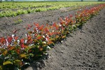 Vegetative rootstock - Nursery Farm - WIECZOREK