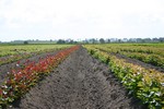 Vegetative rootstock - Nursery Farm - WIECZOREK