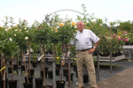 Nursery Farm Wieczorek - Fruit trees, Fruit shrubs, Rootstock, Roses