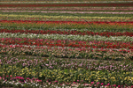 Roses - Nursery Farm Wieczorek