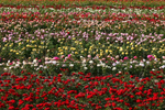 Roses - Nursery Farm Wieczorek